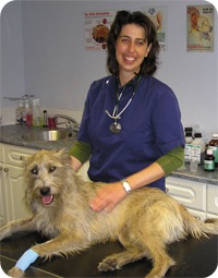 Professional herbal treatment for pets
